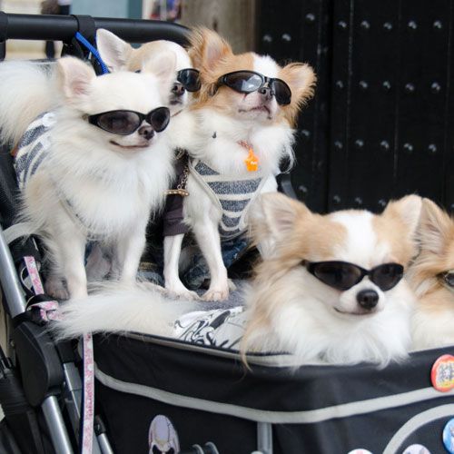 Hunde Buggy - Hundekinderwagen